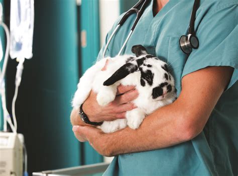 The Nursing Care Implications For The Critical Myiasis Rabbit Focused