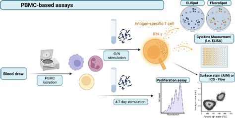 Overview Of Functional Analyses Starting With Pbmcs After Blood Is