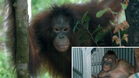 The Shocking Story Of A Sex Slave Orangutan And Her Rescue Iflscience