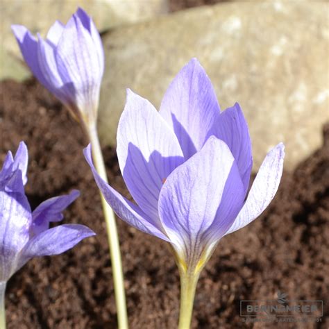 Crocus speciosus Herbstblühender Krokus Saatfix Blumenzwiebel Shop