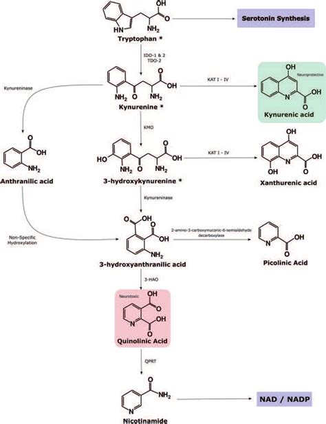 Simplified Illustration Of The Kynurenine Pathway Tryptophan TRP Is