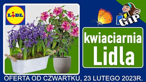 Lidl Oferta Od Czwartku Kwiaciarnia Lidla Tanie Kwiaty