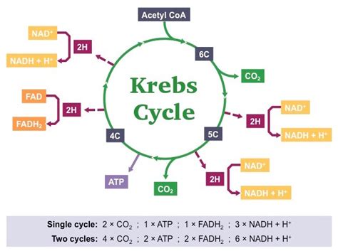 Tca Cycle Location Enzymes Steps Products