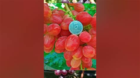 @Виноград Динька, мрія в снах - YouTube