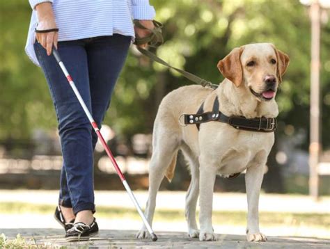 Quién Empezó Con Los Perros Guía