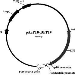 Schematic Representation Of The Construction Of The Recombinant