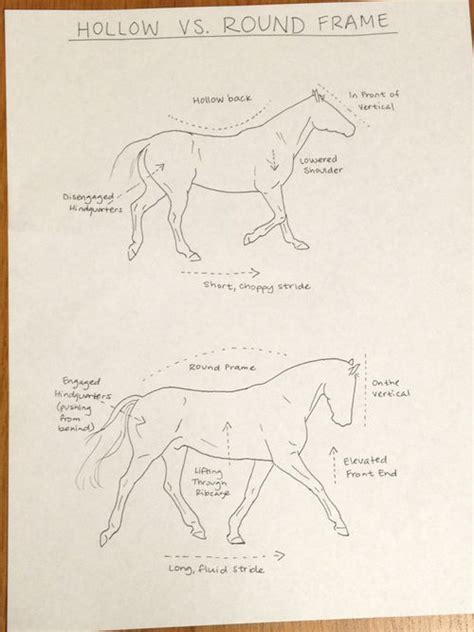 The Ins And Outs Of Body Condition Scoring Your Horse Artofit