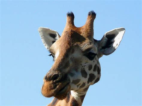 Giraff Kenya Djur Gratis foto på Pixabay Pixabay