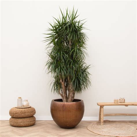 Dracaena Marginata Green Bubble