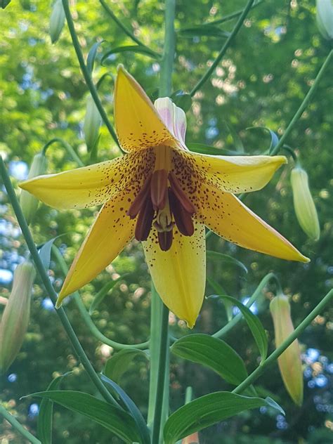 Canada Lily – The Native Plant Gardener