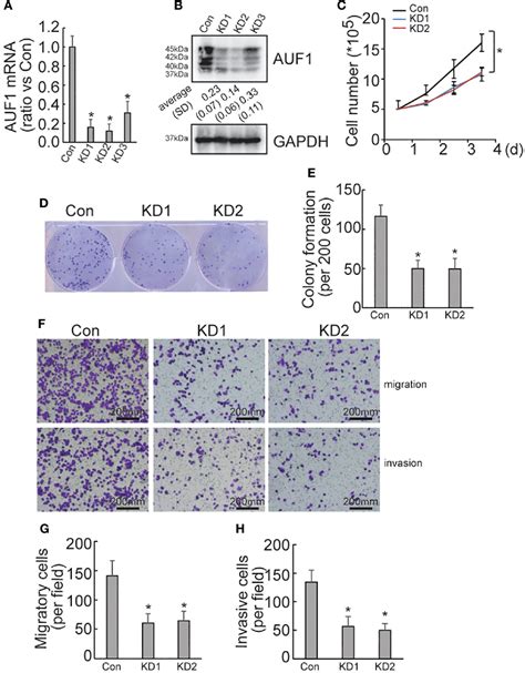 Figure From Auf Promotes Proliferation And Invasion Of Thyroid