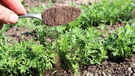 Дешевая смесь от морковной мухи которая спасает мой урожай уже 20 лет ...