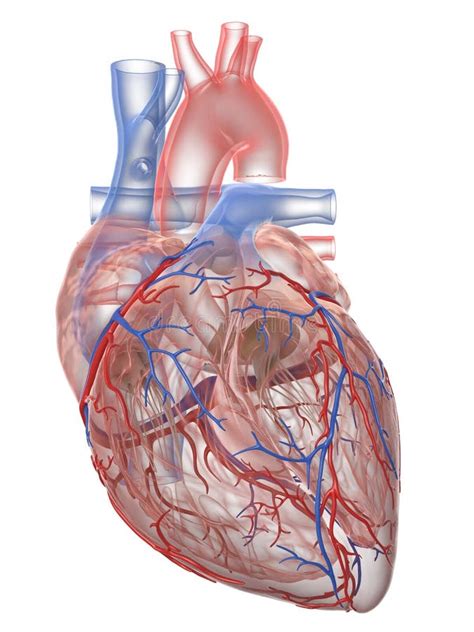 Den Mänskliga Hjärtaanatomin Stock Illustrationer Illustration av