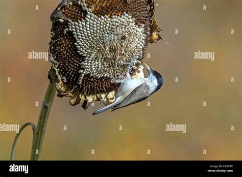 Marsh Tit Poecile Palustris Parus Palustris Feeds Sunflower Seeds