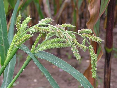 echinochloa wikipedia