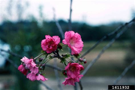 okame flowering cherry tree 4