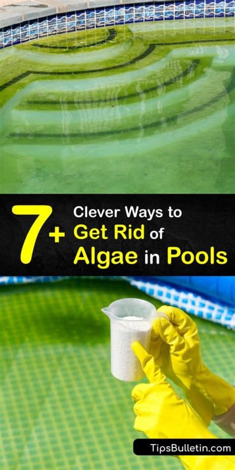 Algae In The Swimming Pool Clever Ways To Clear Your Pool Of Algae