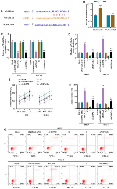 Lncrna Norad Targeted To Mir 26a 5p Regulates The Viability And