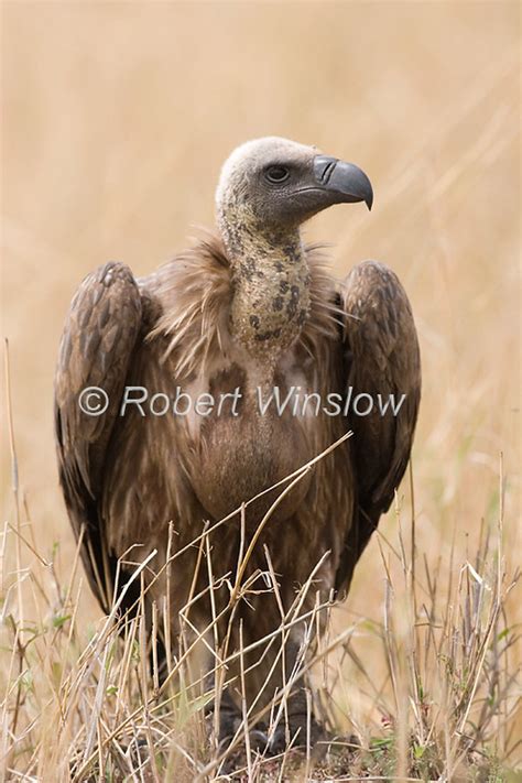 Birds Of East Africa Largest And Most Popular Gallery On The Website