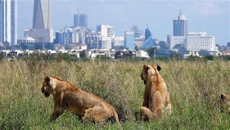 Top 10 tourist attractions in Nairobi Kenya