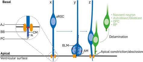 Frontiers Regulation Of Cell Delamination During Cortical