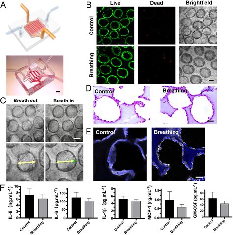 Reversed Engineered Human Alveolar Lung On A Chip Model Pnas