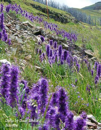 Фацелия пижмолистная Phacelia tanacetifolia