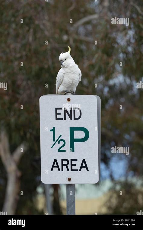 Sulphur Crested Cockatoo Cacatua Galerita Adult Bird Sitting On A