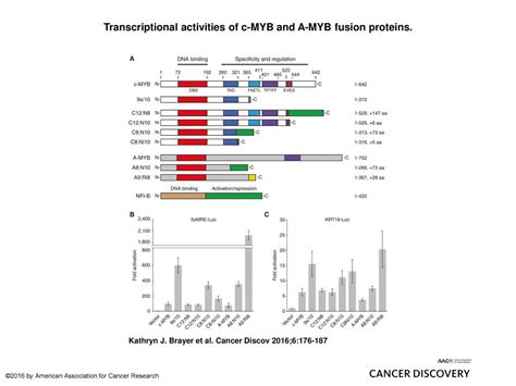 Transcriptional Activities Of C Myb And A Myb Fusion Proteins Ppt