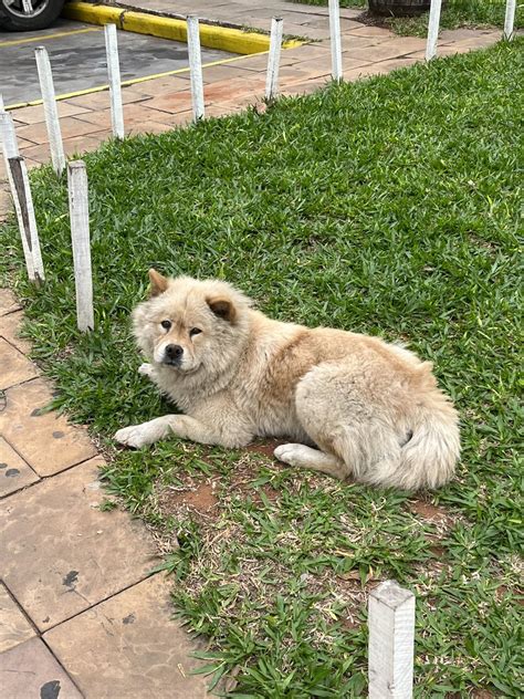 Sarsaparilla on Twitter Este perrito está en el Super El Pueblo