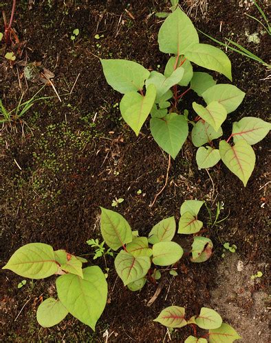 Japanese Knotweed Seedlings Highly Aggressive Roadside Wee Flickr