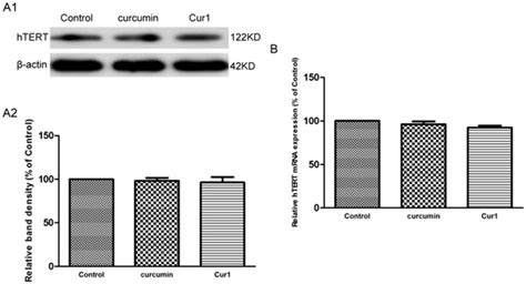 A1 Analysis Of Htert Protein Expression By Western Blot A2