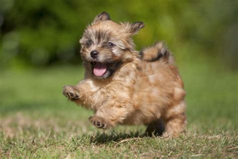 These small dogs are so cute you won't know what to do with yourself ...