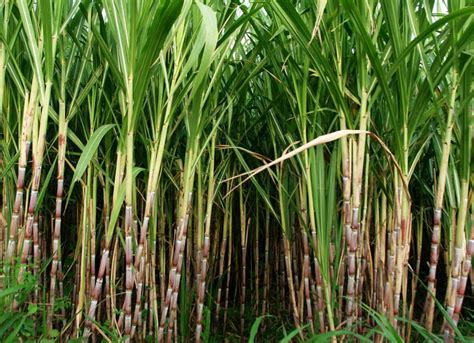 Sugarcane Industry Bill Under Scrutiny Malawi Voice