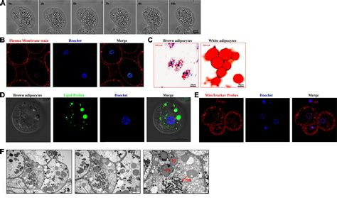 Frontiers Genetic And Functional Characterization Of Novel Brown Like