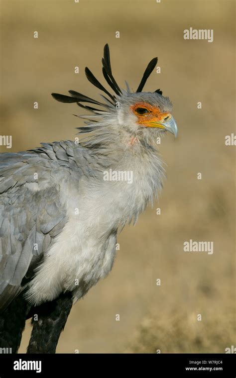 Secretary Bird Sagittarius Serpentarius Portrait Masai Mara Game