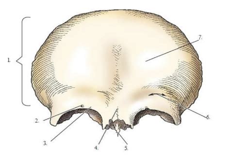 Frontal Bone Anatomy Diagram | Quizlet