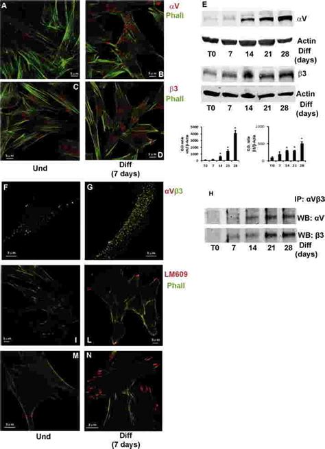 Expression of αV and β3 subunits and formation of the functional