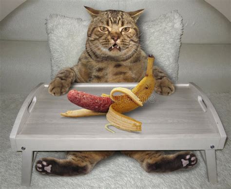 Cat wants to eat banana stock photo. Image of food, beige - 189447900