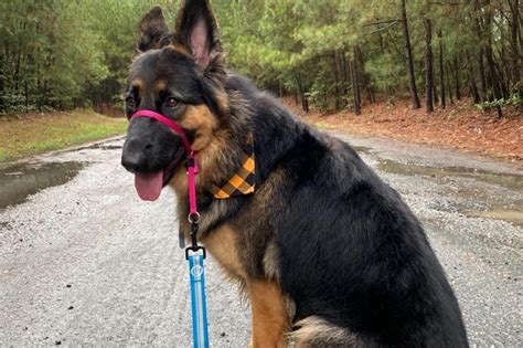 8 Best Dog Collars For German Shepherds Waf