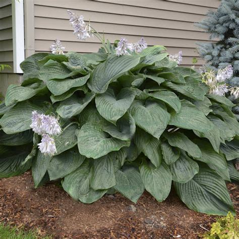 Hosta 'Empress Wu' (Funkia) | Záhradníctvo KaK