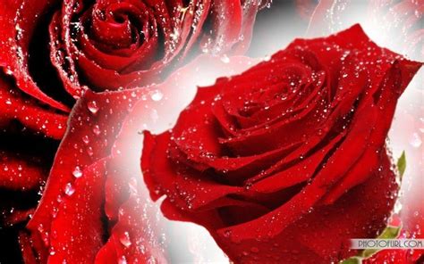 Free Red Rose Wallpapers - Wallpaper Cave