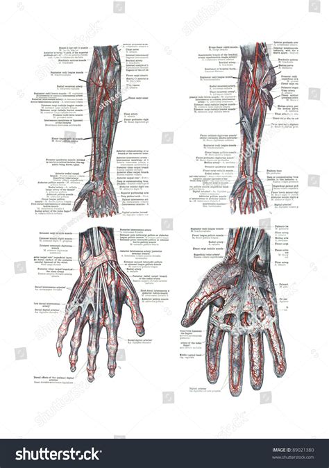 4 Views Of The Human Hand And Arm From An Atlas Of Human Anatomy: Â ...