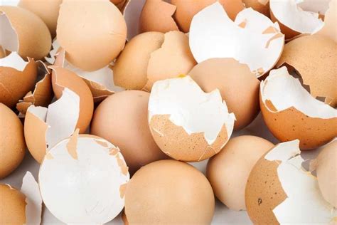 How To Use Eggshells In The Garden Quick Tips