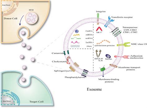 Exosome production and structure. Exosomes are a subtype of the ... 
