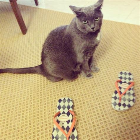 My lovely cat Lili Lily, Cats, Photos, Animals, Gatos, Pictures ...