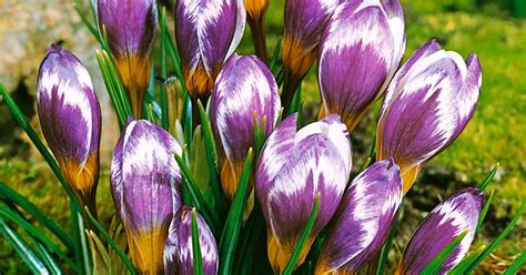 Krokus Spring Beauty Pflanze Pflege Tipps Floragard