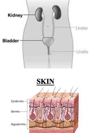 Urinary System Anatomy Lecture Flashcards Quizlet