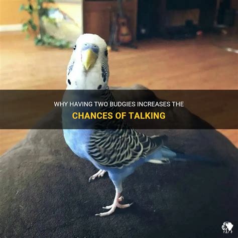 Why Having Two Budgies Increases The Chances Of Talking | PetShun