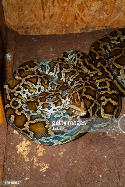 60 Principais Fotografias E Imagens De Big Snake Getty Images